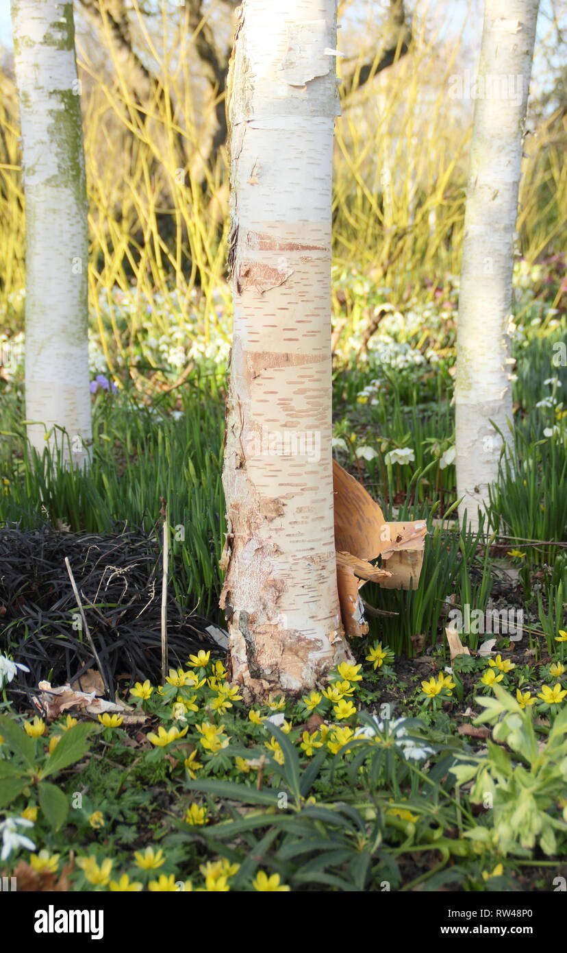 Betula utilis var. jacquemontii. Himalayan birch underplanted with winter aconite, hellebore, snowdrops and black mondo grass in a spring garden, UK Stock Photo