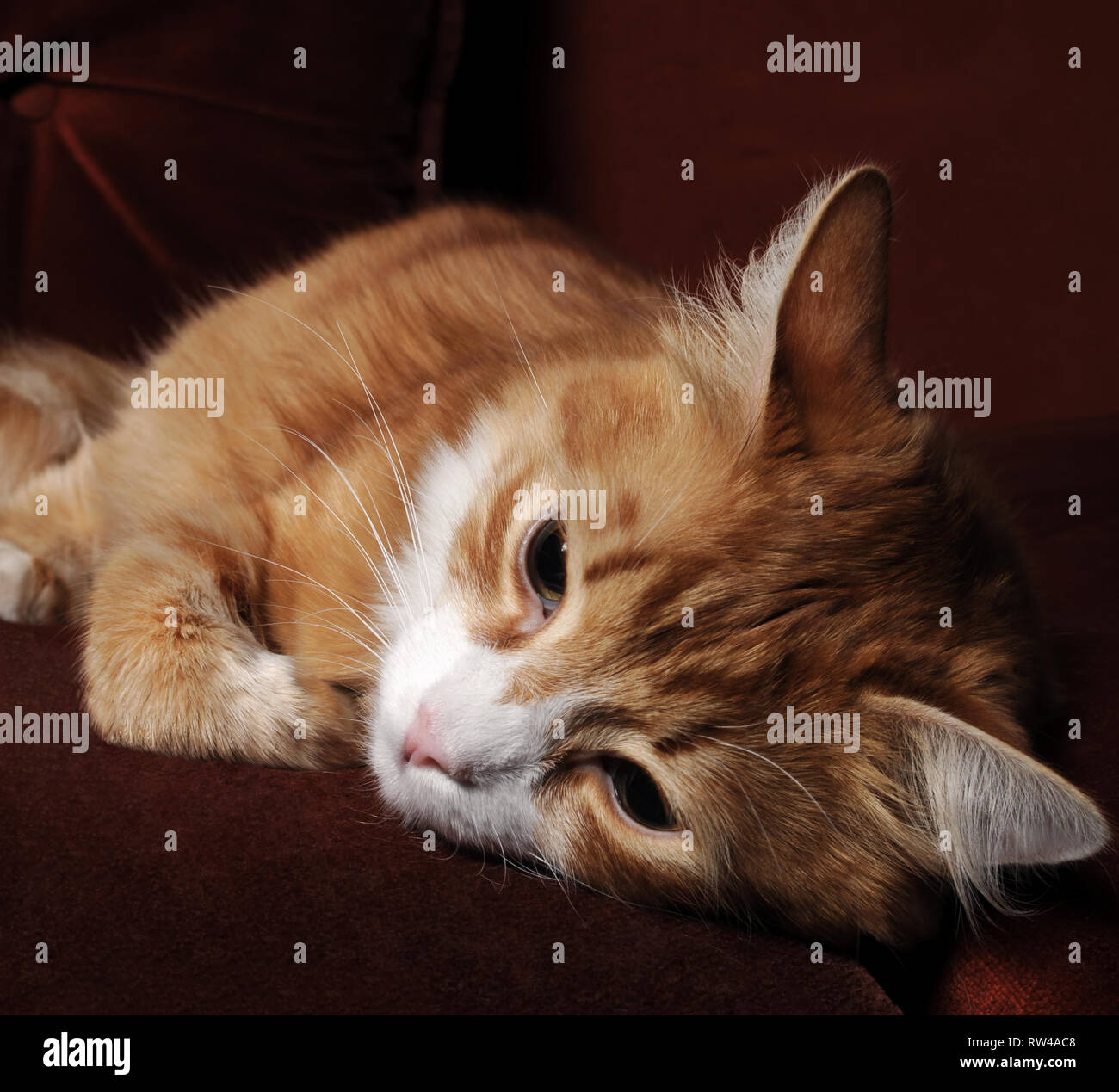 Frazzled Cat Stock Photos & Frazzled Cat Stock Images - Alamy