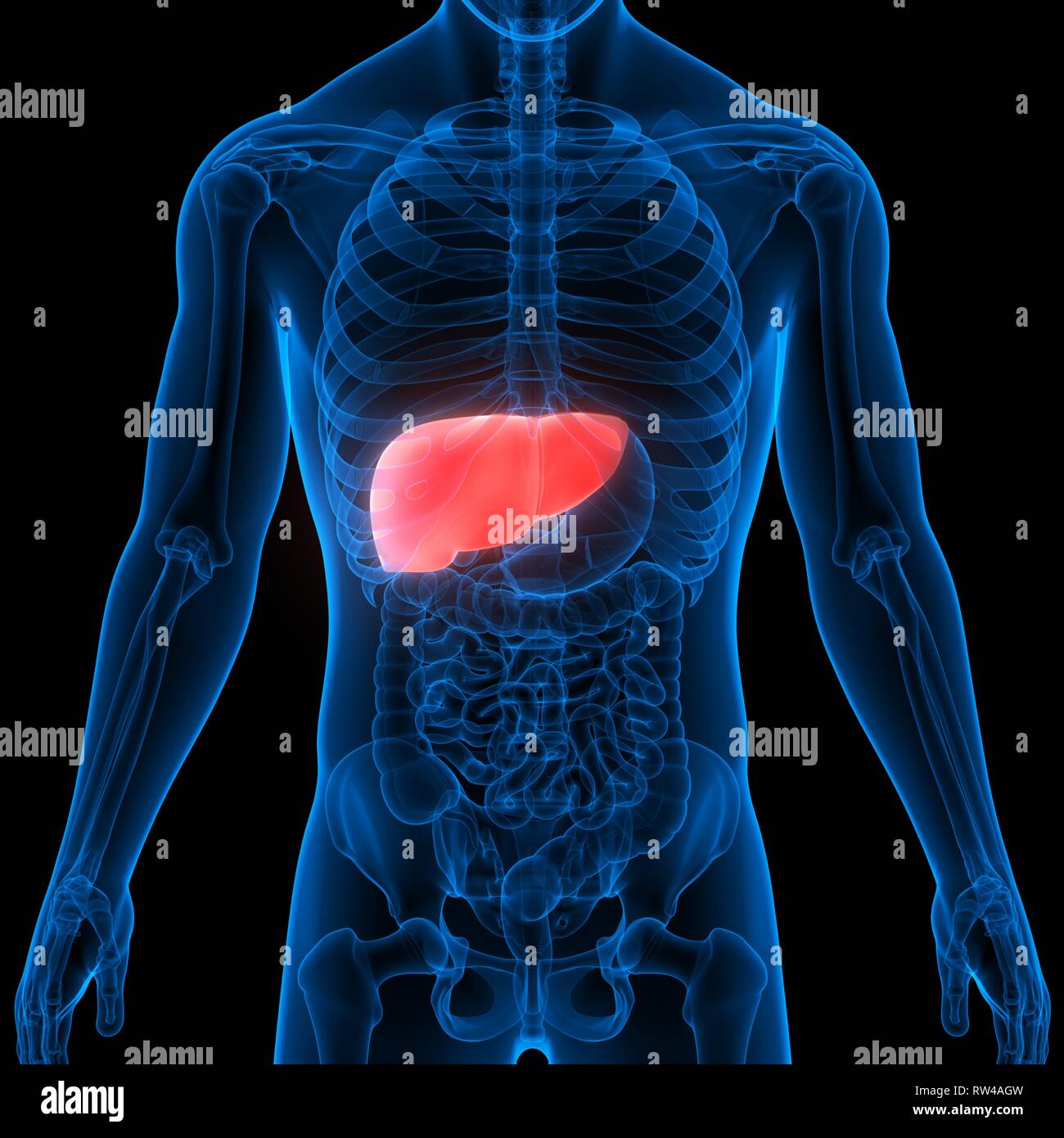Human Liver Anatomy Stock Photo - Alamy