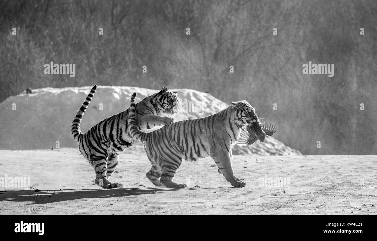 Siberian tigers in a snowy glade catch their prey. Very dynamic shot