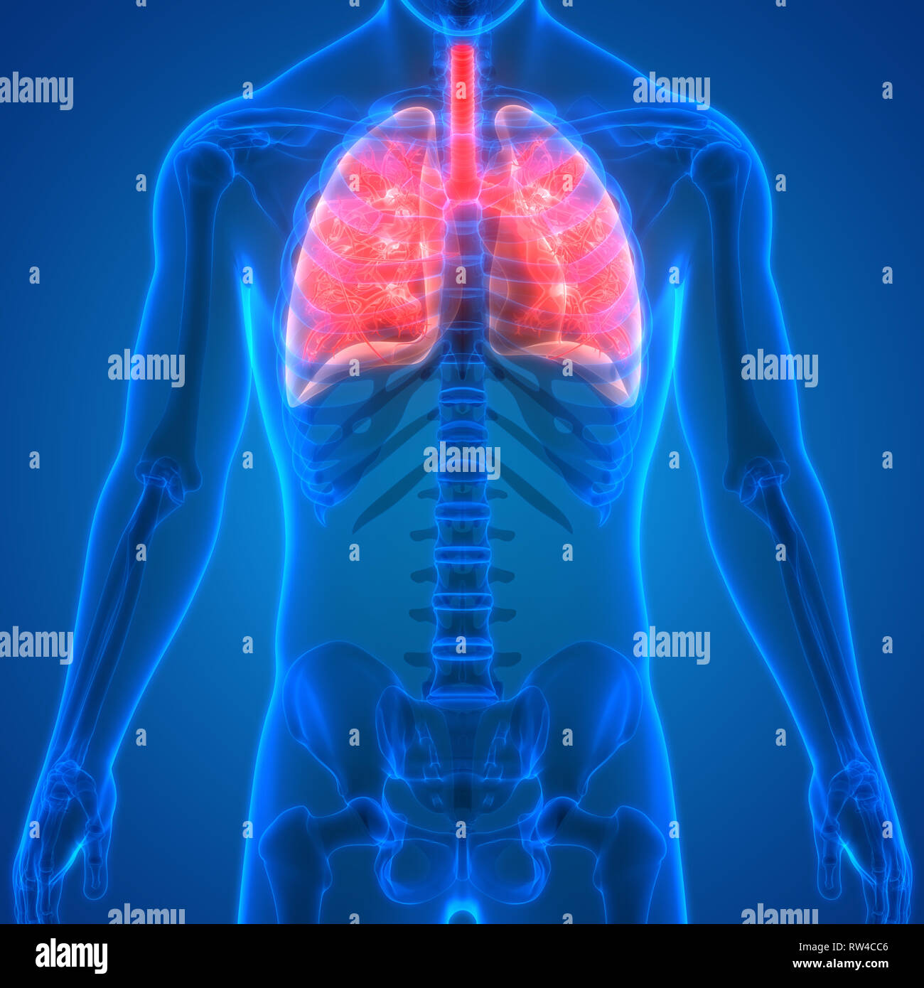 Human Respiratory System Lungs Anatomy Stock Photo Alamy