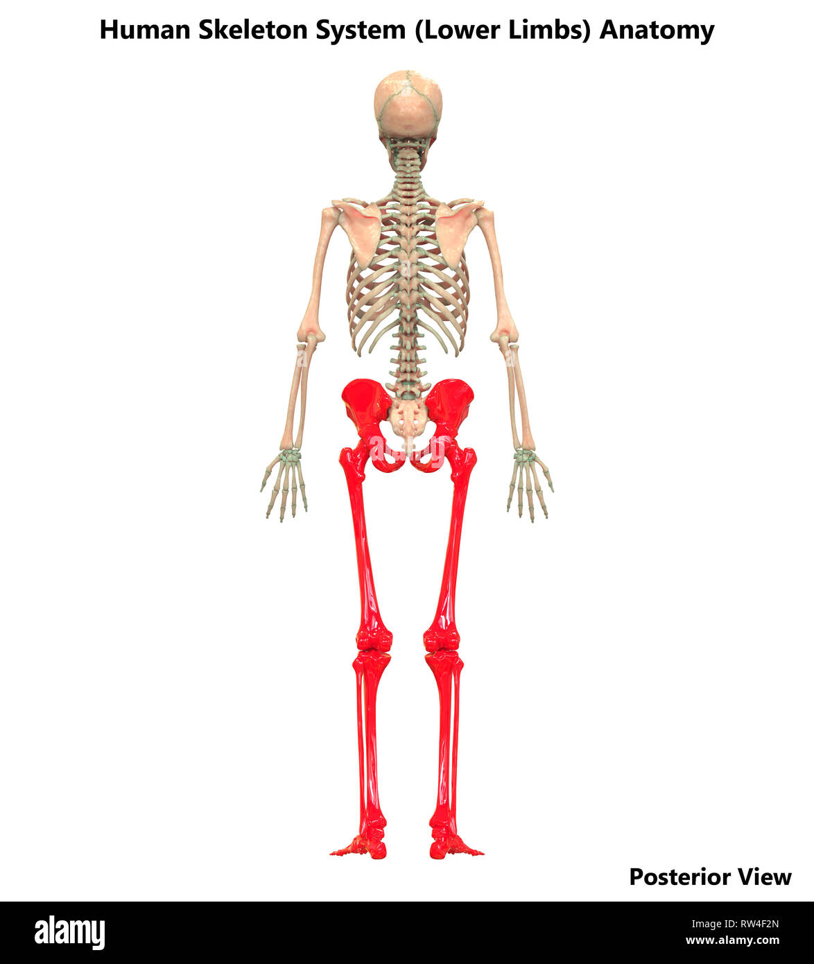 Human Skeleton System Lower Limbs Anatomy Stock Photo