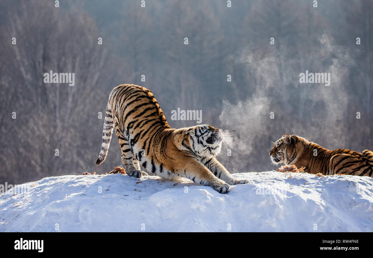 Several siberian tigers on a snowy hill against the background of winter trees. China. Harbin. Mudanjiang province. Hengdaohezi park. Stock Photo