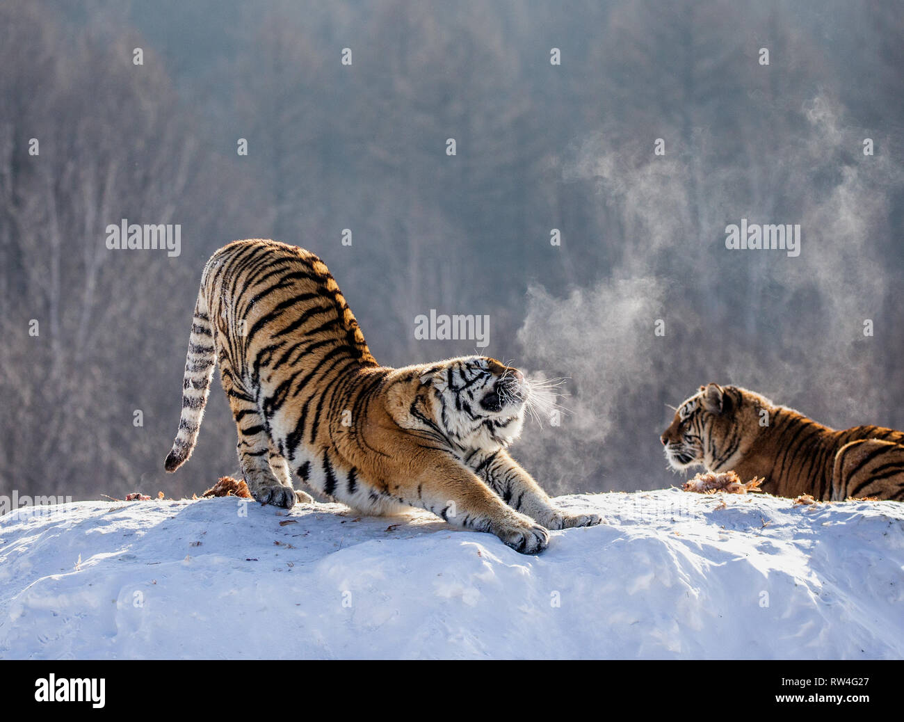 Several siberian tigers on a snowy hill against the background of winter trees. China. Harbin. Mudanjiang province. Hengdaohezi park. Stock Photo