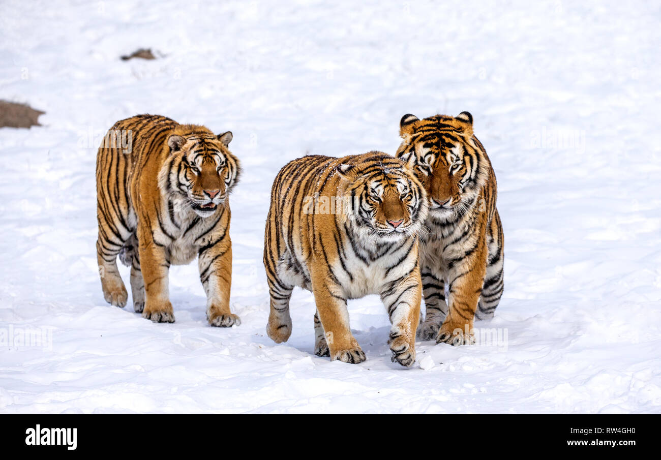 North china tiger hi-res stock photography and images - Alamy