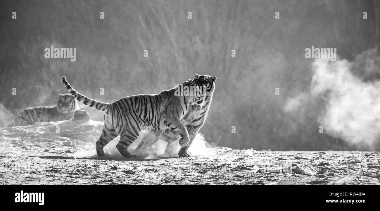Siberian tigers in a snowy glade catch their prey. Very dynamic shot