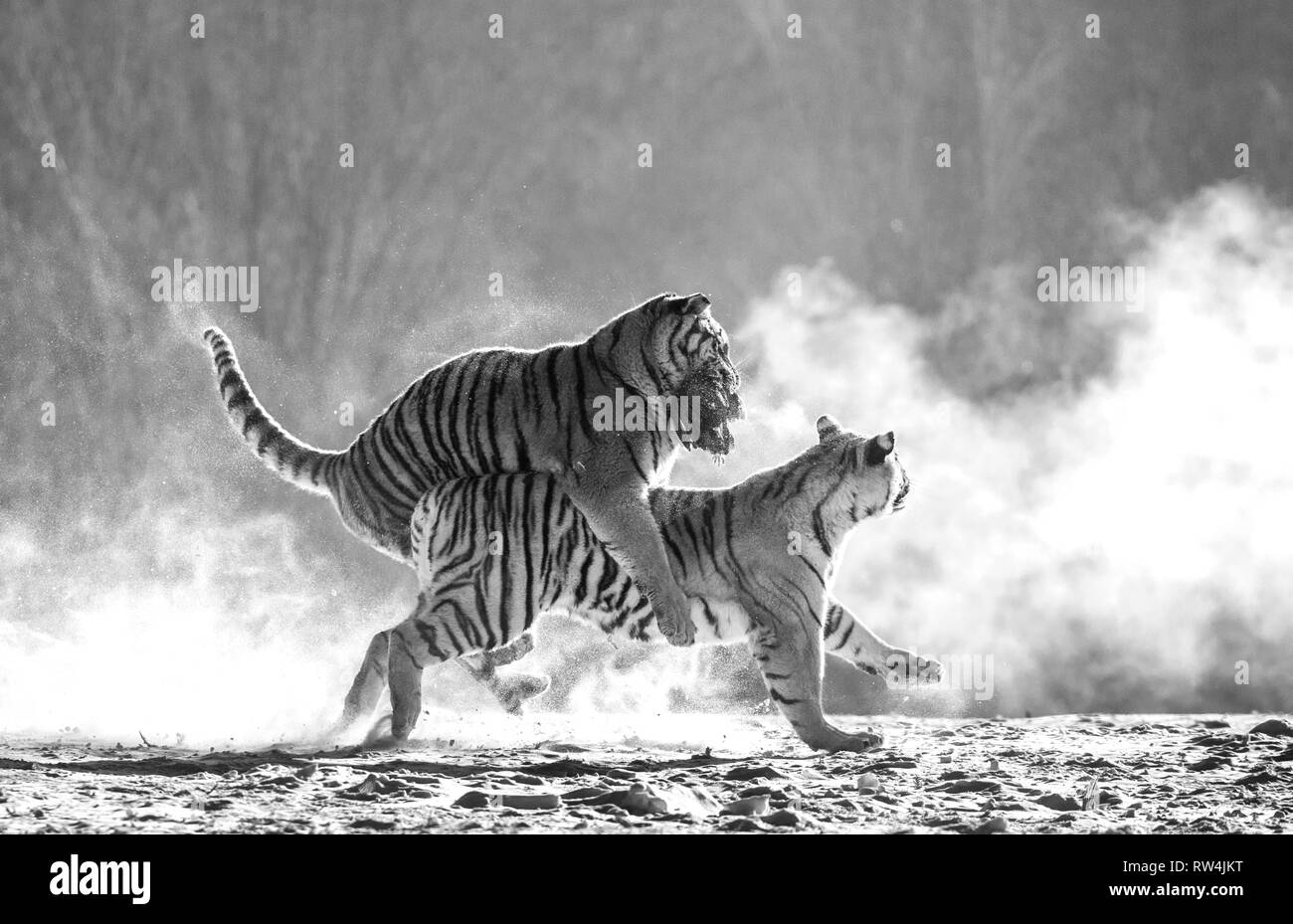 Siberian tigers in a snowy glade catch their prey. Very dynamic shot