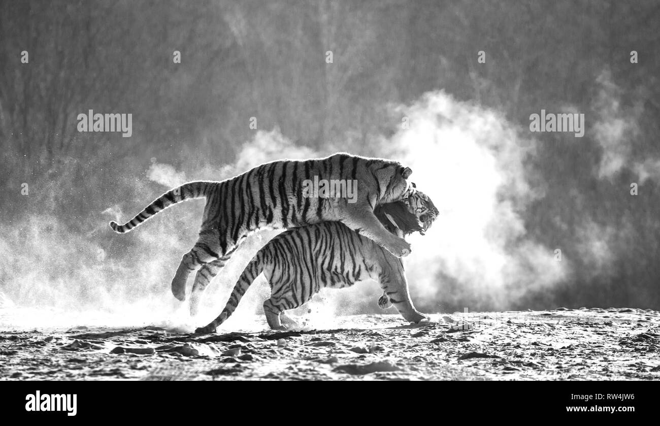 Siberian tigers in a snowy glade catch their prey. Very dynamic shot