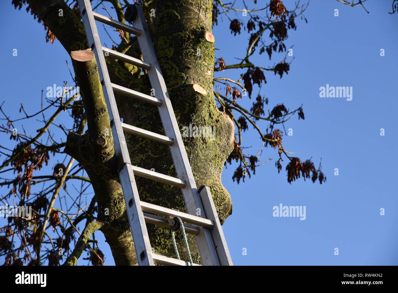 Tree trimming ladders hires stock photography and images Alamy