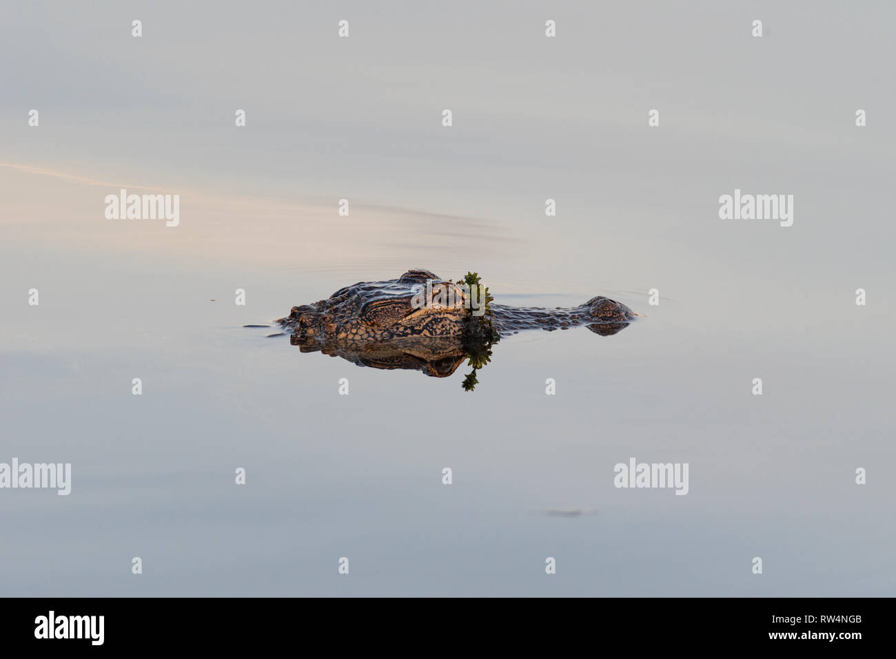 American Alligator (Alligator mississippiensis) swimming in the calm waters of Lake Tohopekaliga