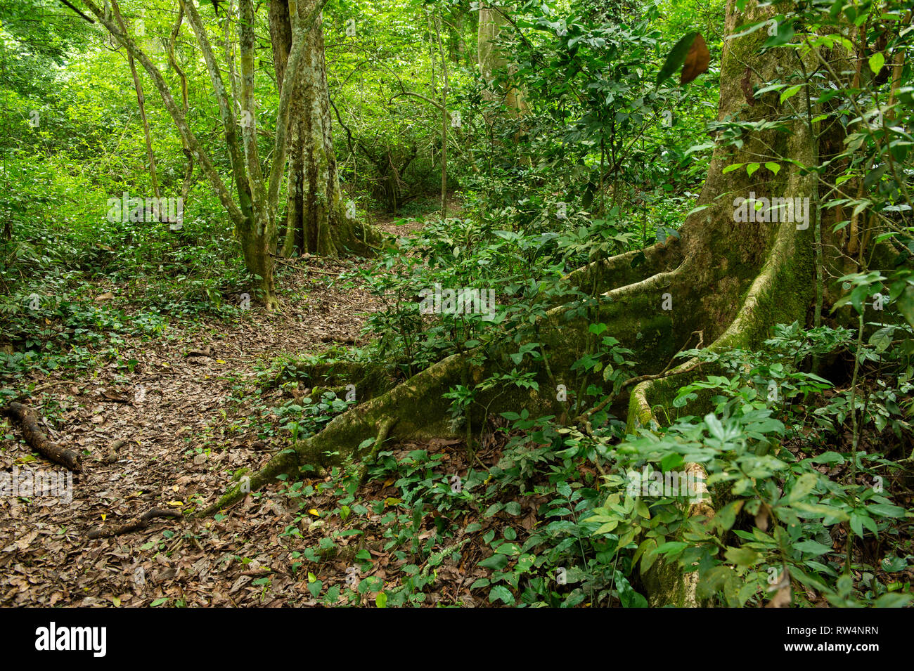 Forest path in Kyambura Gorge, Queen Elizabeth NP, Uganda Stock Photo