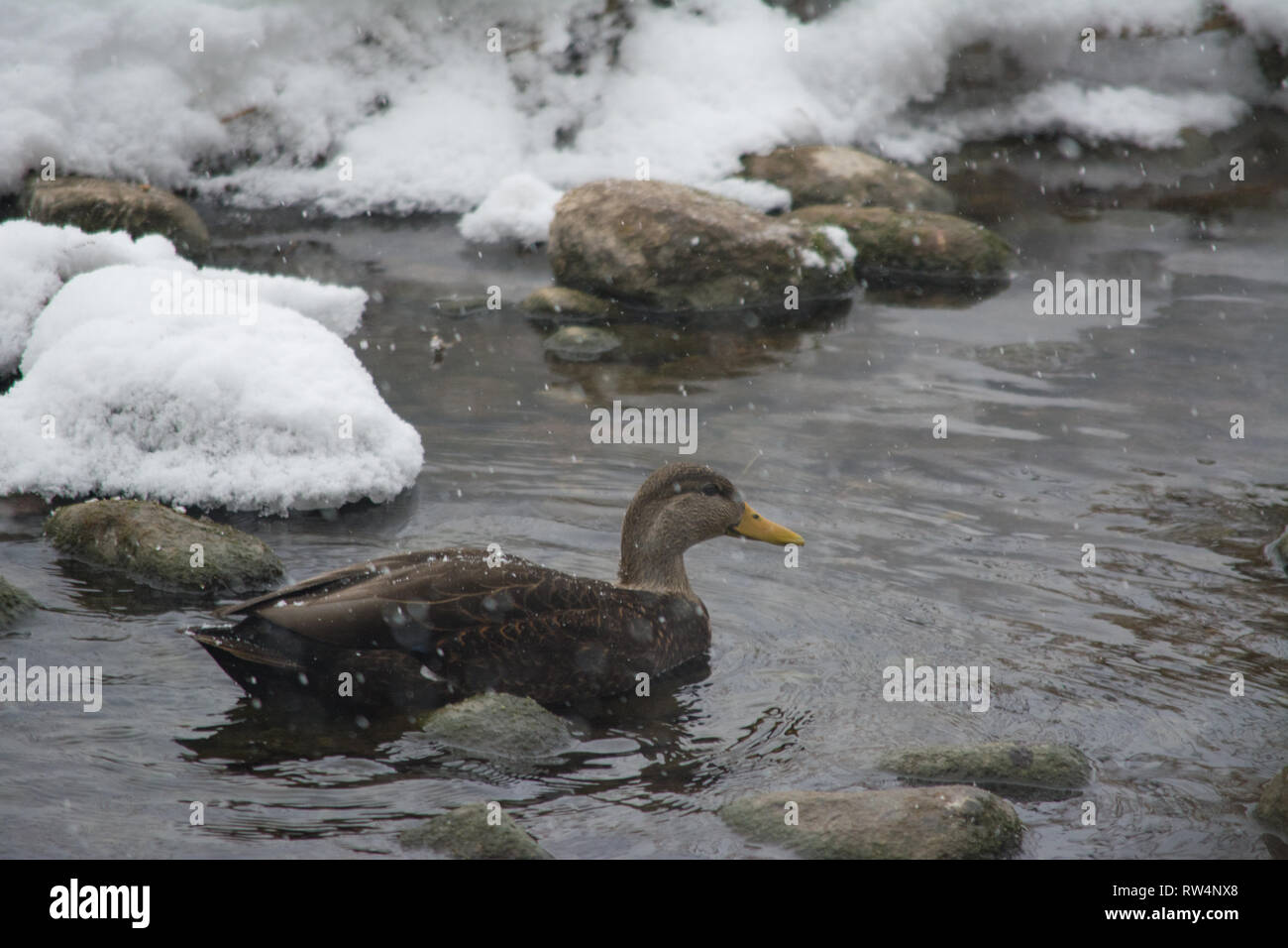 American Black Duck (anas rubripes) in winter Stock Photo