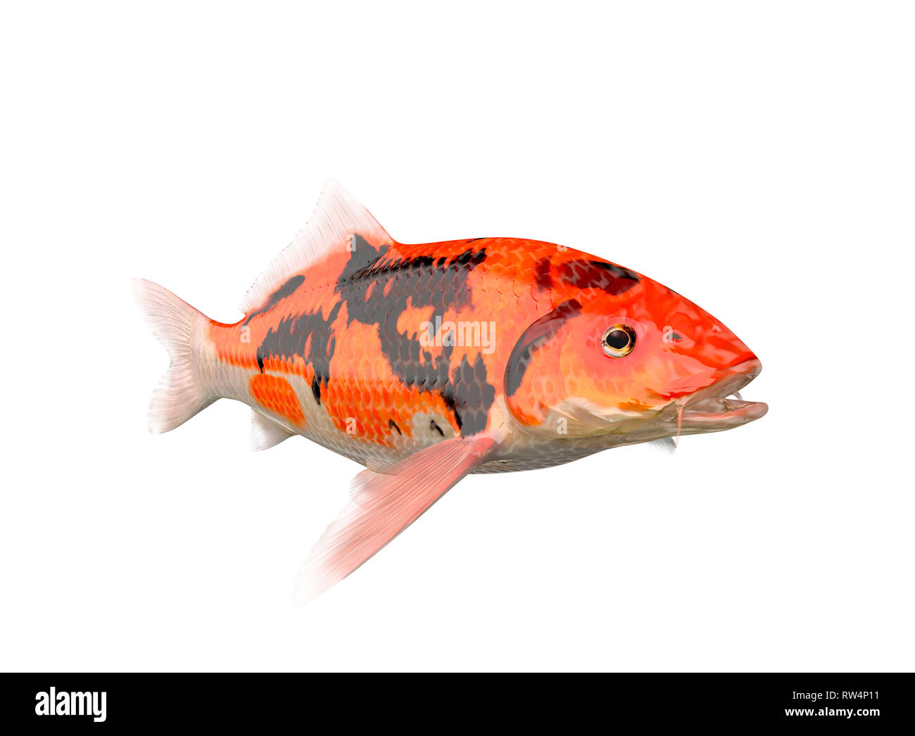 Koi fish Cut Out Stock Images & Pictures - Alamy
