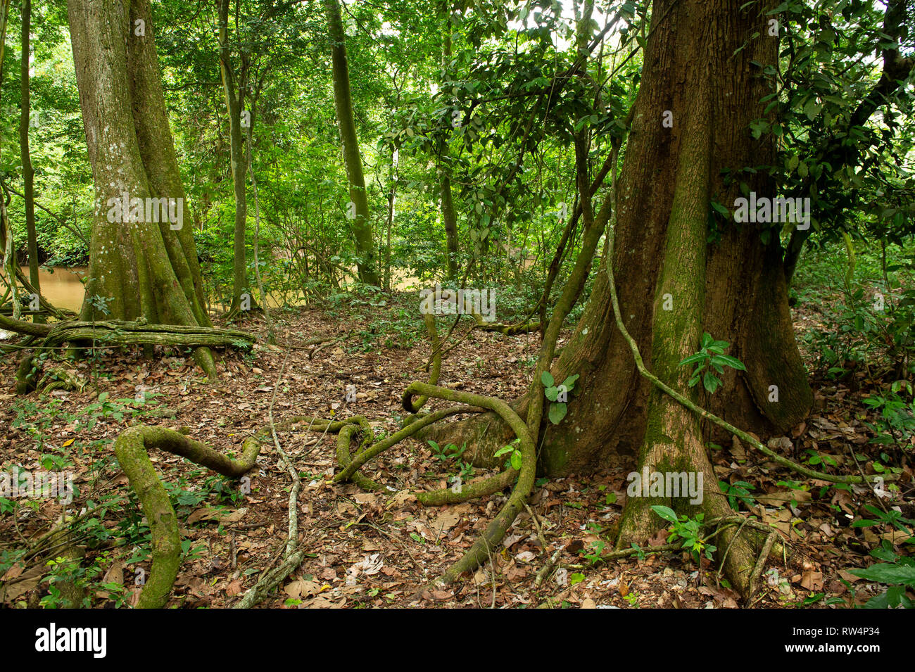 Forest, Kyambura Gorge, Queen Elizabeth NP, Uganda Stock Photo