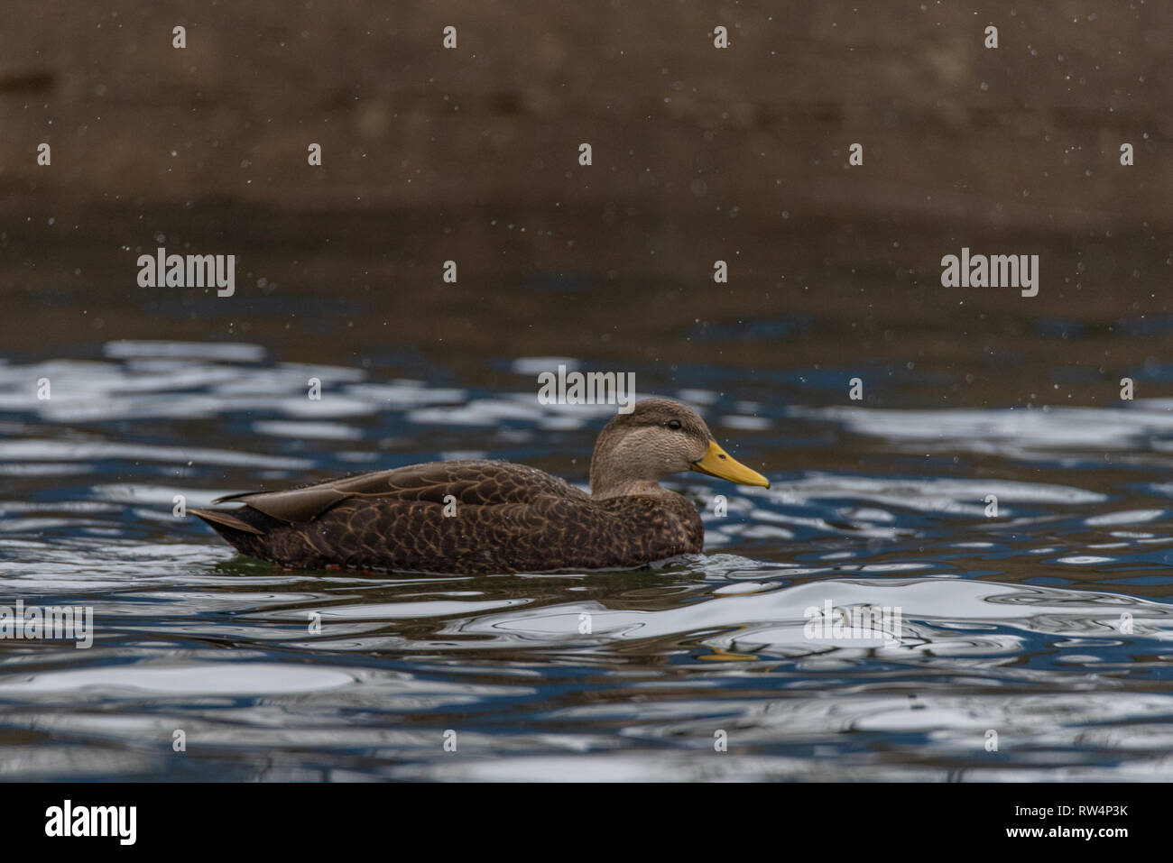 American Black Duck (anas rubripes) in winter Stock Photo