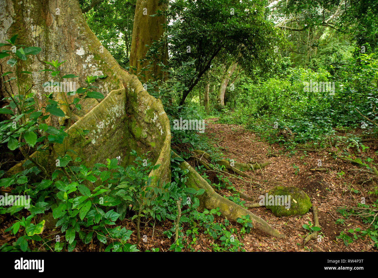 Forest, Kyambura Gorge, Queen Elizabeth NP, Uganda Stock Photo