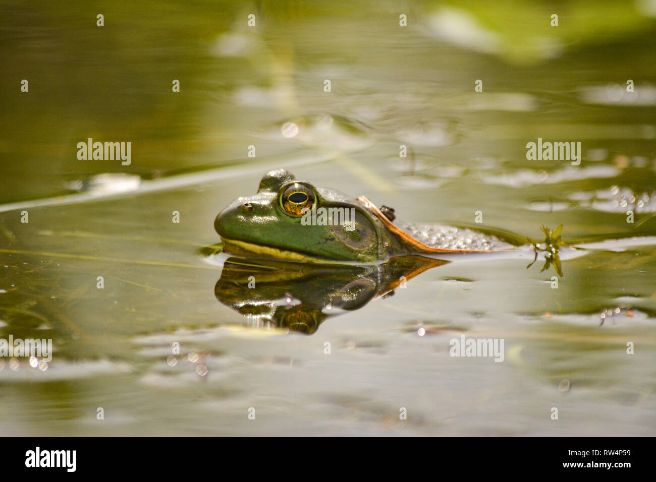 American Bullfrog (lithobates catesbeianus) in the swamp Stock Photo