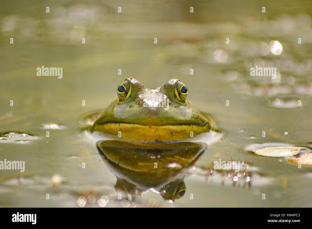 American Bullfrog (lithobates catesbeianus) in the swamp Stock Photo