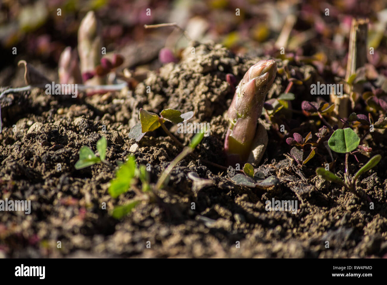 the new shoots, new life in the garden Stock Photo