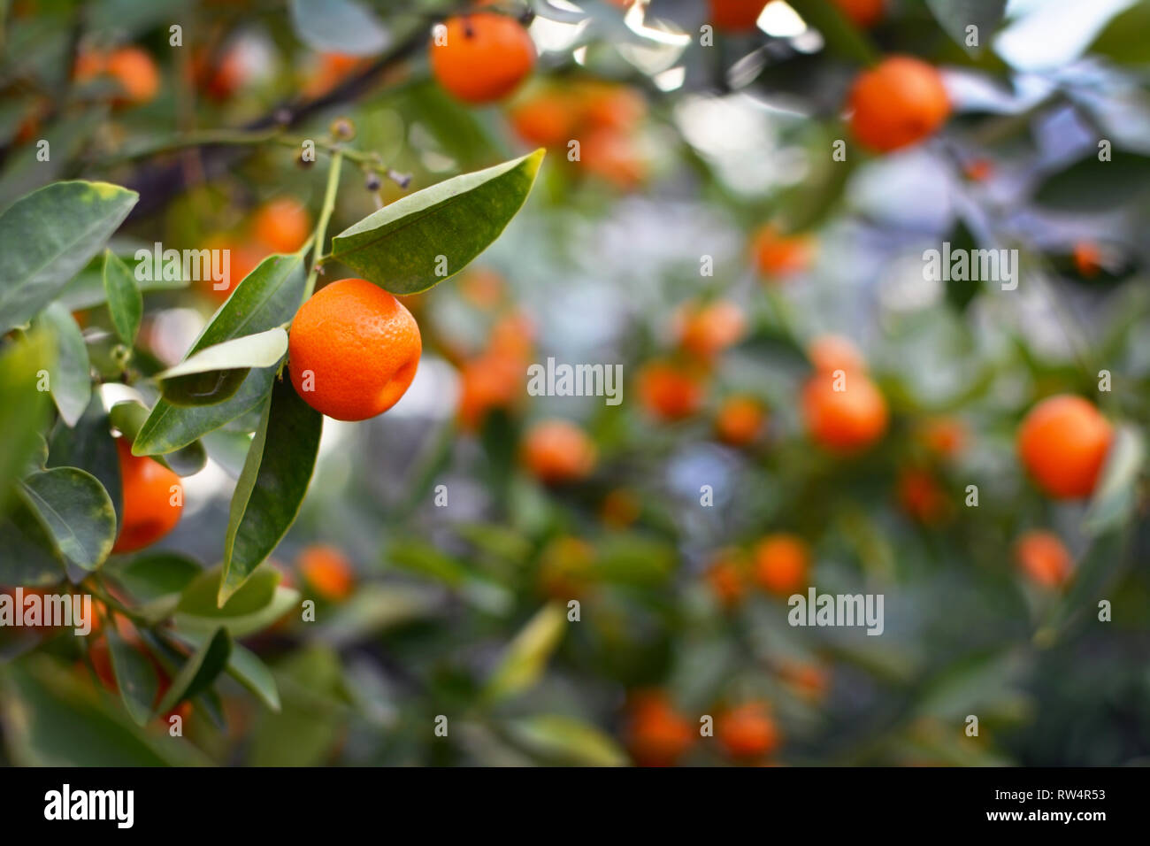 Close up of a Calamondin Citrofortunella Macrocarpa Citrus tree orange with blurry fruits and leaves in the background Stock Photo