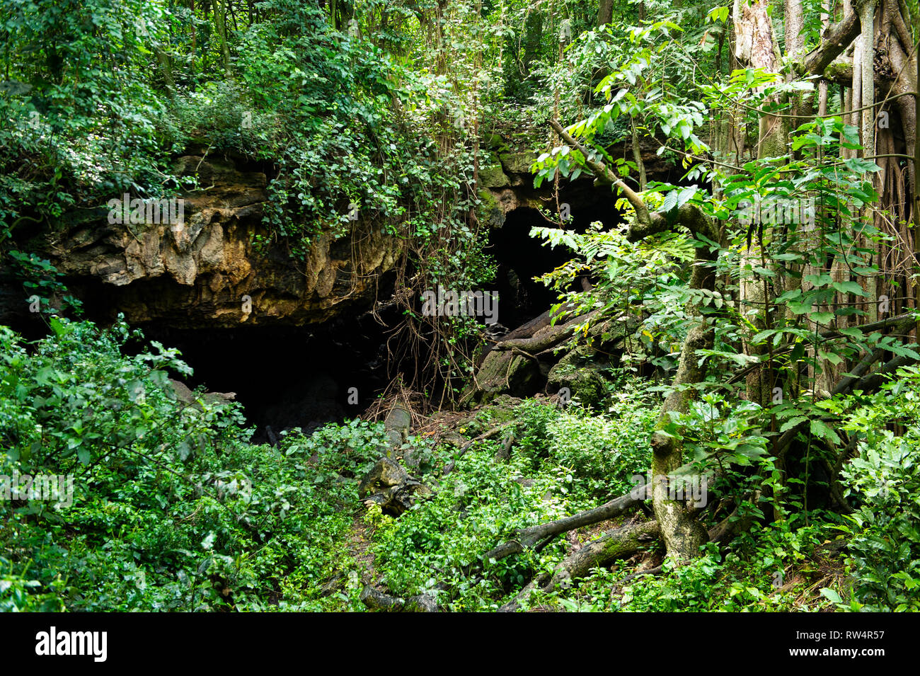 Bat cave, Maramagambo Forest, Queen Elizabeth NP, Uganda Stock Photo