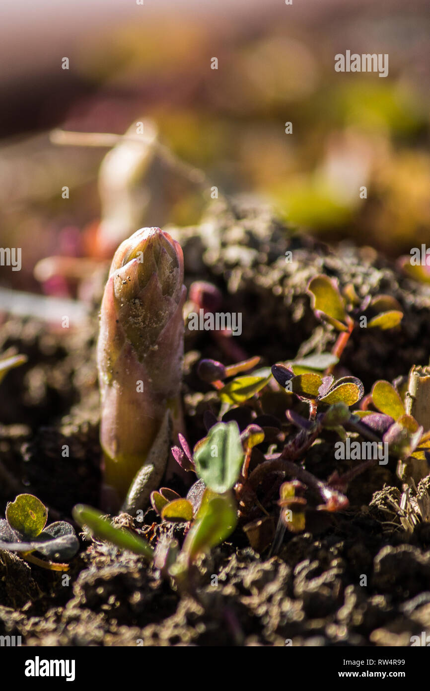 the new shoots, new life in the garden Stock Photo Alamy