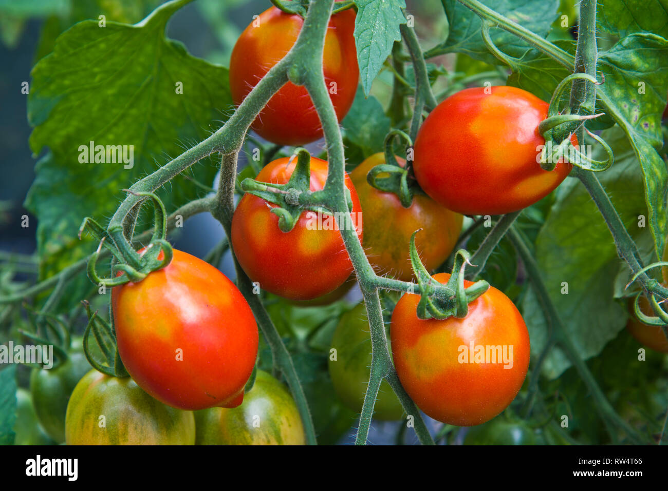 Britains breakfast tomatoes suffering from greenback Stock Photo