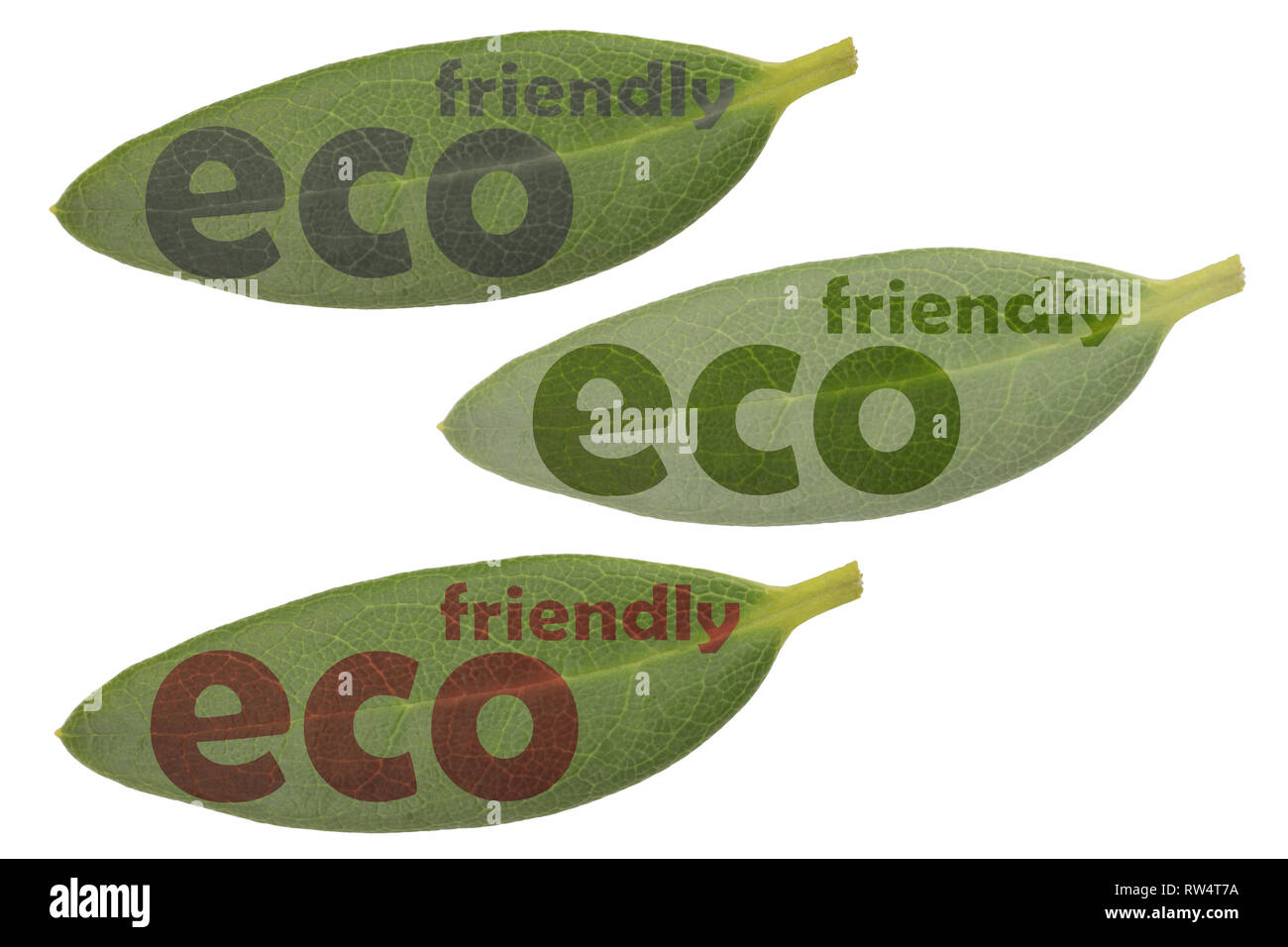 Three leaves in close-up and the text eco friendly in various designs - for use as a symbol or label reference for eco friendly products Stock Photo