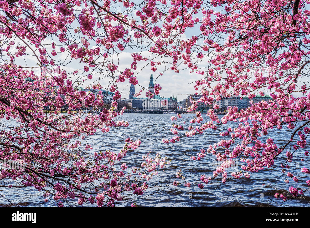 cherry blossom on bank of Alster Lake in Hamburg, Germany against cityscape and blue sky Stock Photo