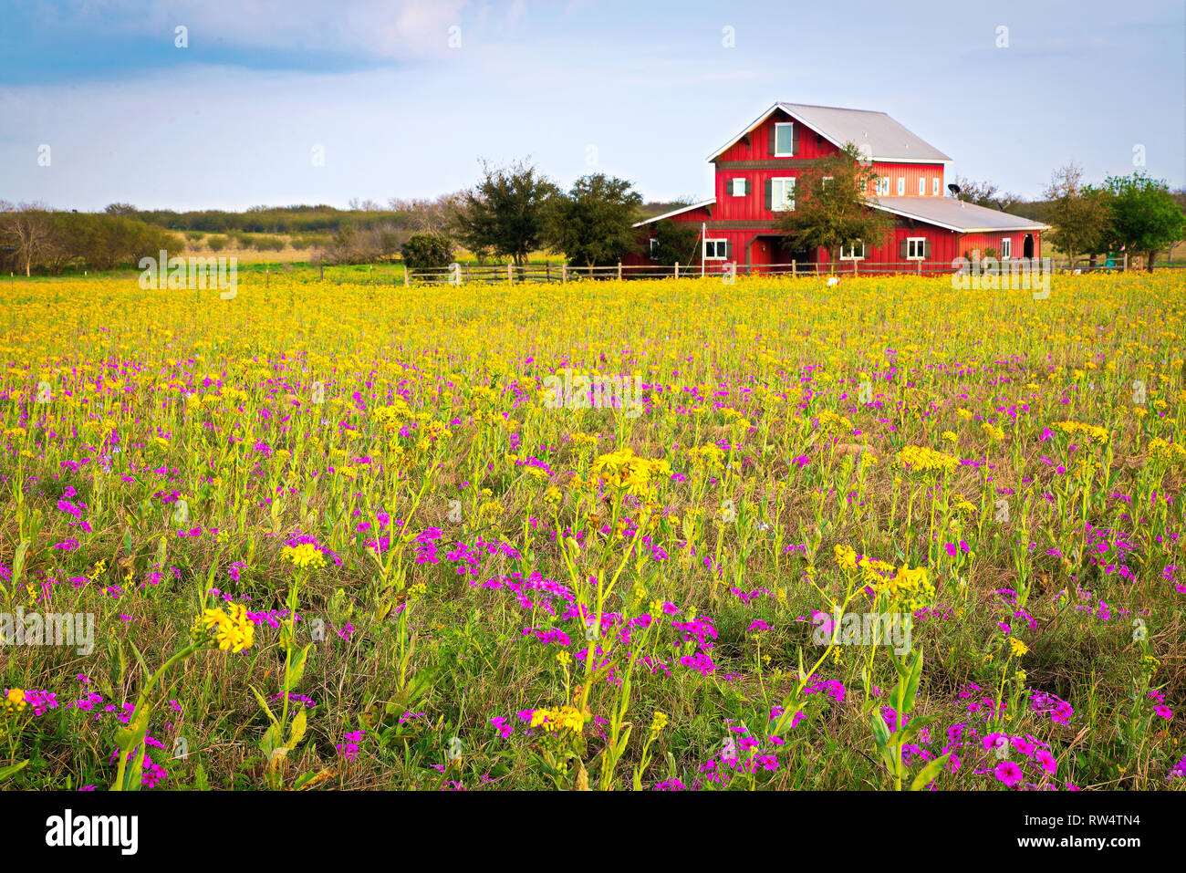Wildflowers at a ranch in Texas Stock Photo Alamy