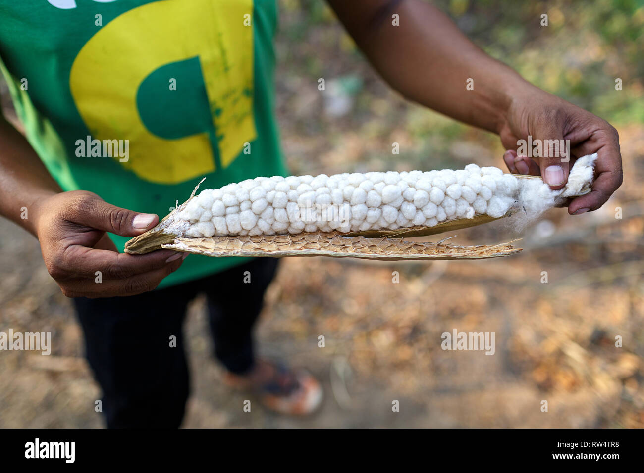 Cambodia, tour guide showing a plant Stock Photo