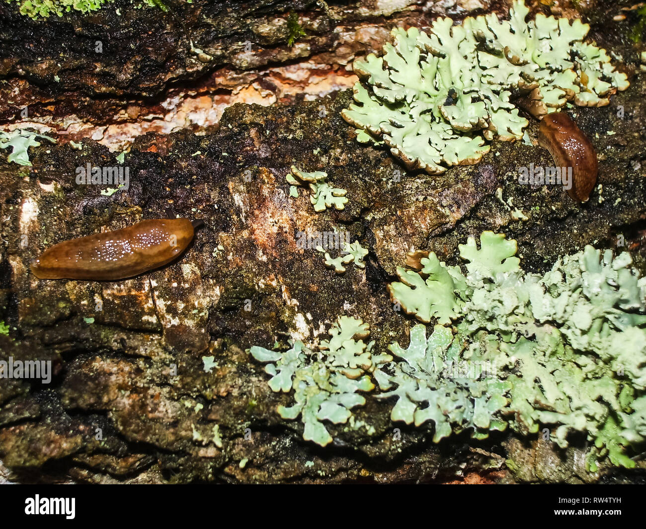 Brown slug crawling on the ground. Brown slug crawling on the ground. Stock Photo