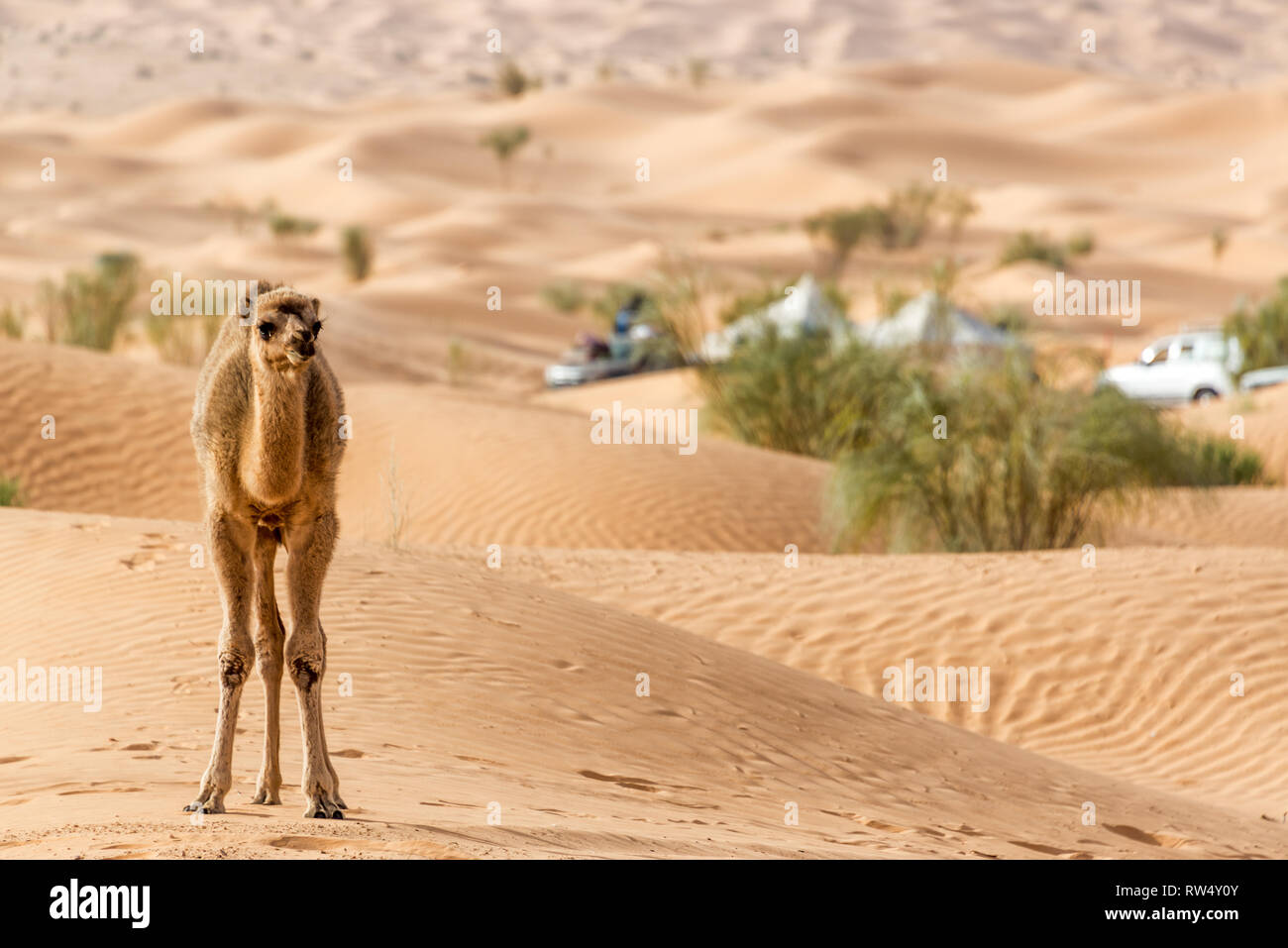 Young camel alone standing amongst the dunes of the Sahara Desert near Douz, Tunisia Stock Photo