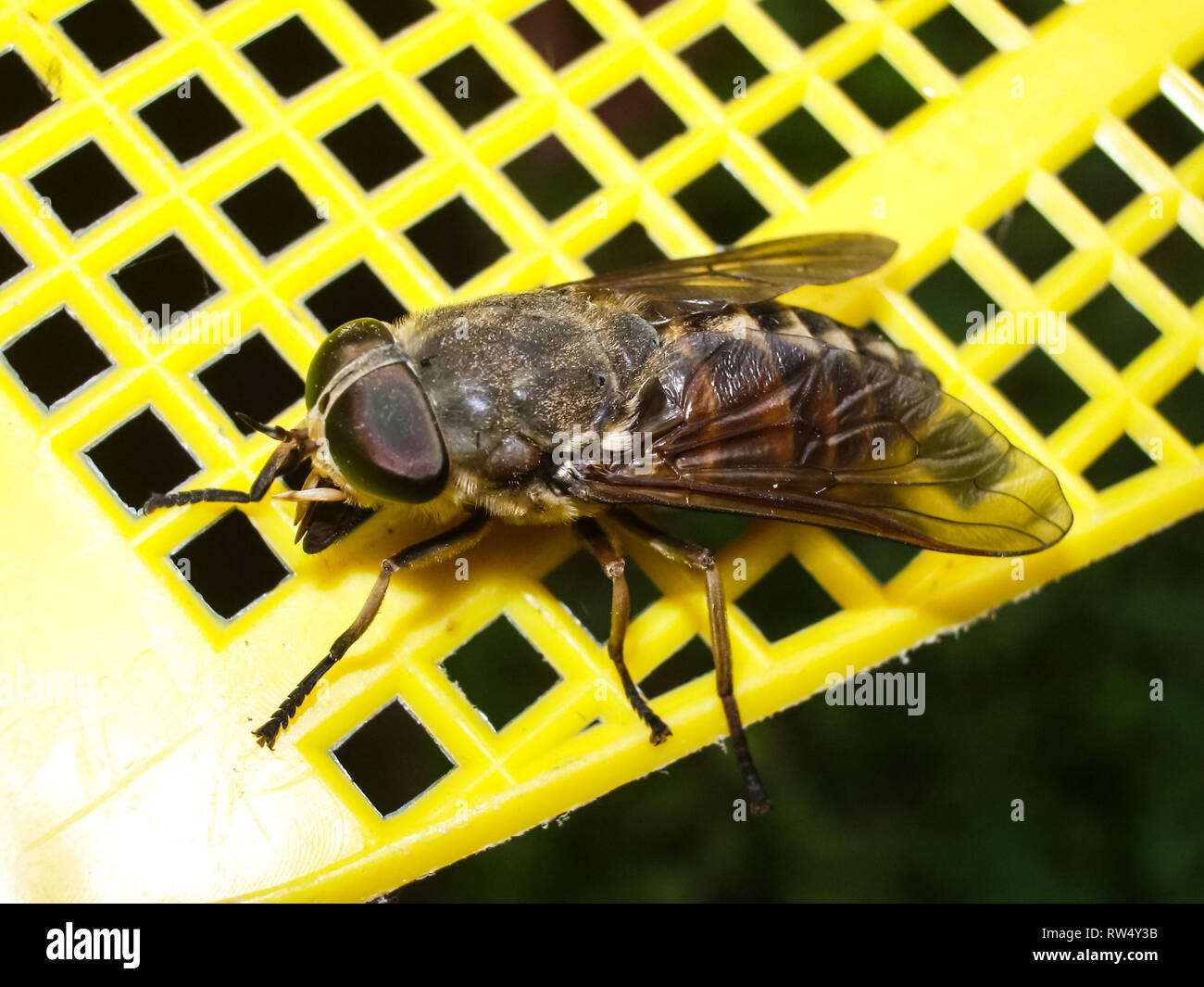 Gadfly, bloodsucking insect horsefly. Gadfly bloodsucking insect horsefly Stock Photo