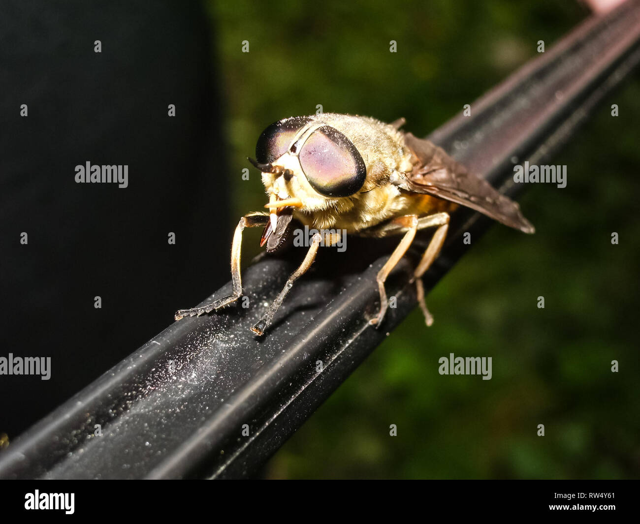 Clegg fly hires stock photography and images Alamy