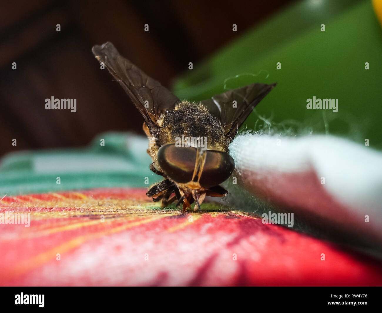 Gadfly, bloodsucking insect horsefly. Gadfly bloodsucking insect