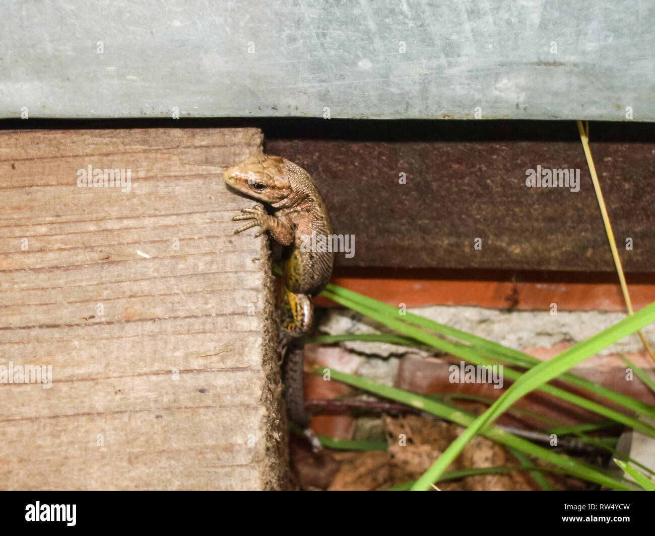 Gray little lizard. Reptile eating insects Gray little lizard. Reptile