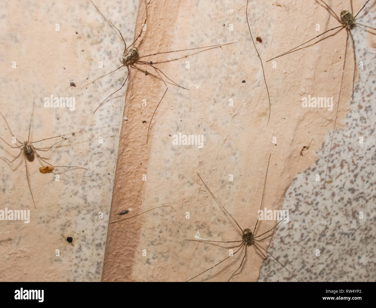 HARVESTMAN or DADDY-LONG-LEGS Order Opiliones Stock Photo - Alamy