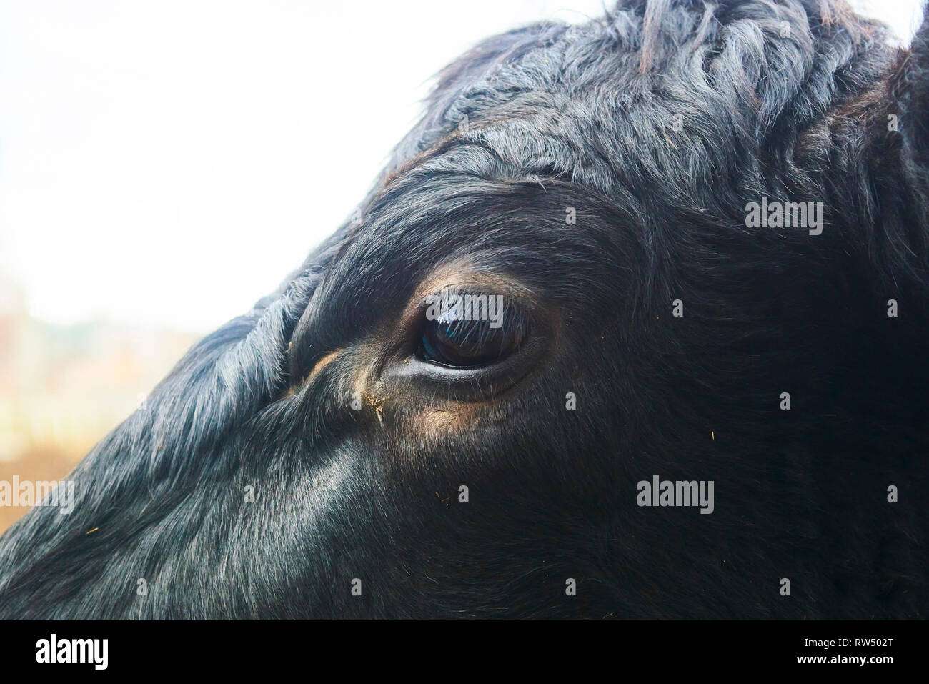 Close up of black cow head and eye Stock Photo