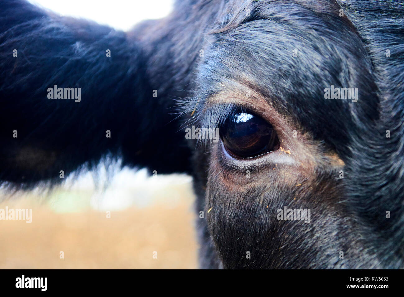 Close up of black cow head and eye Stock Photo