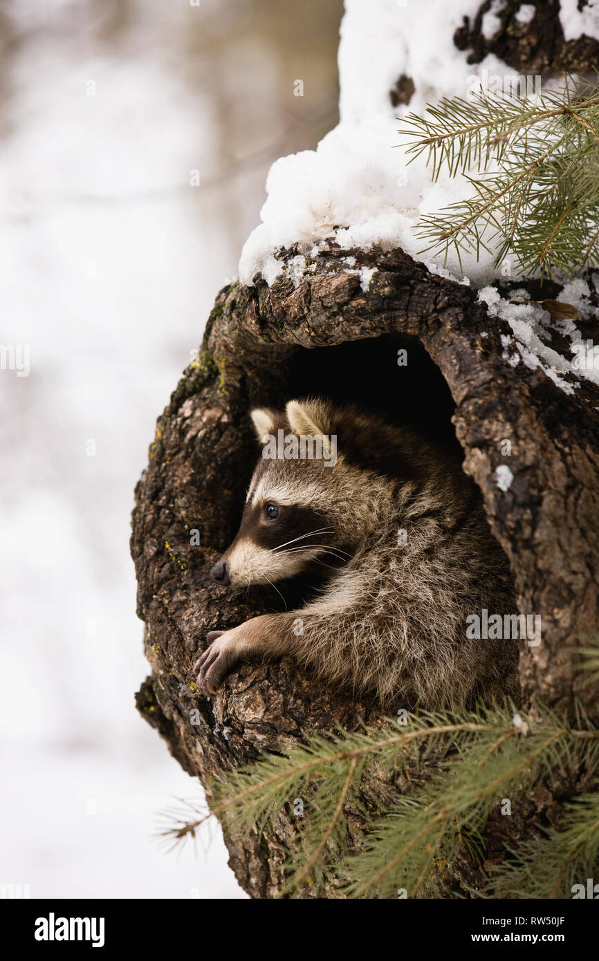 Racoon emerging from tree trunk Stock Photo