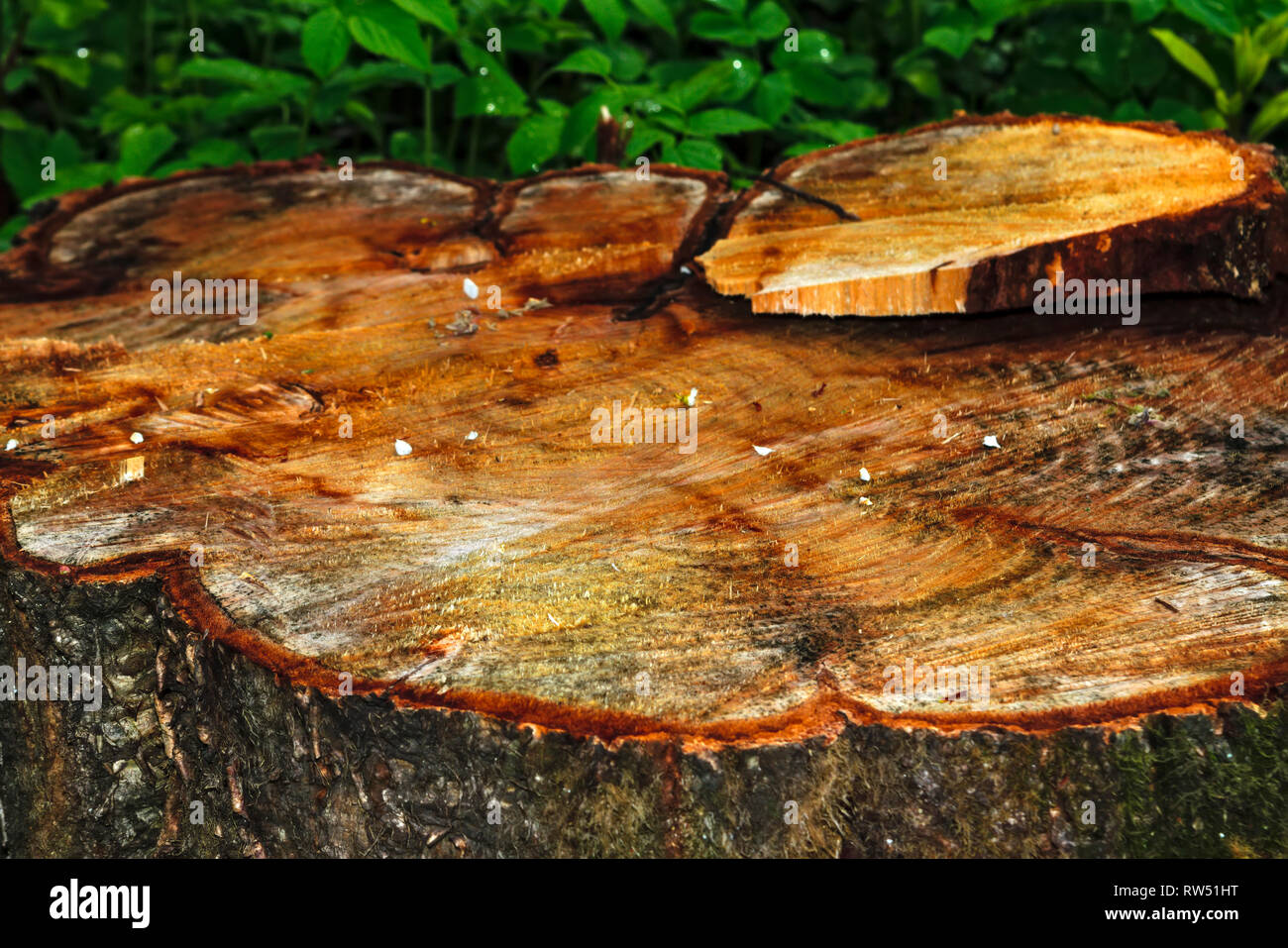 Apple tree saw cut hi-res stock photography and images - Alamy