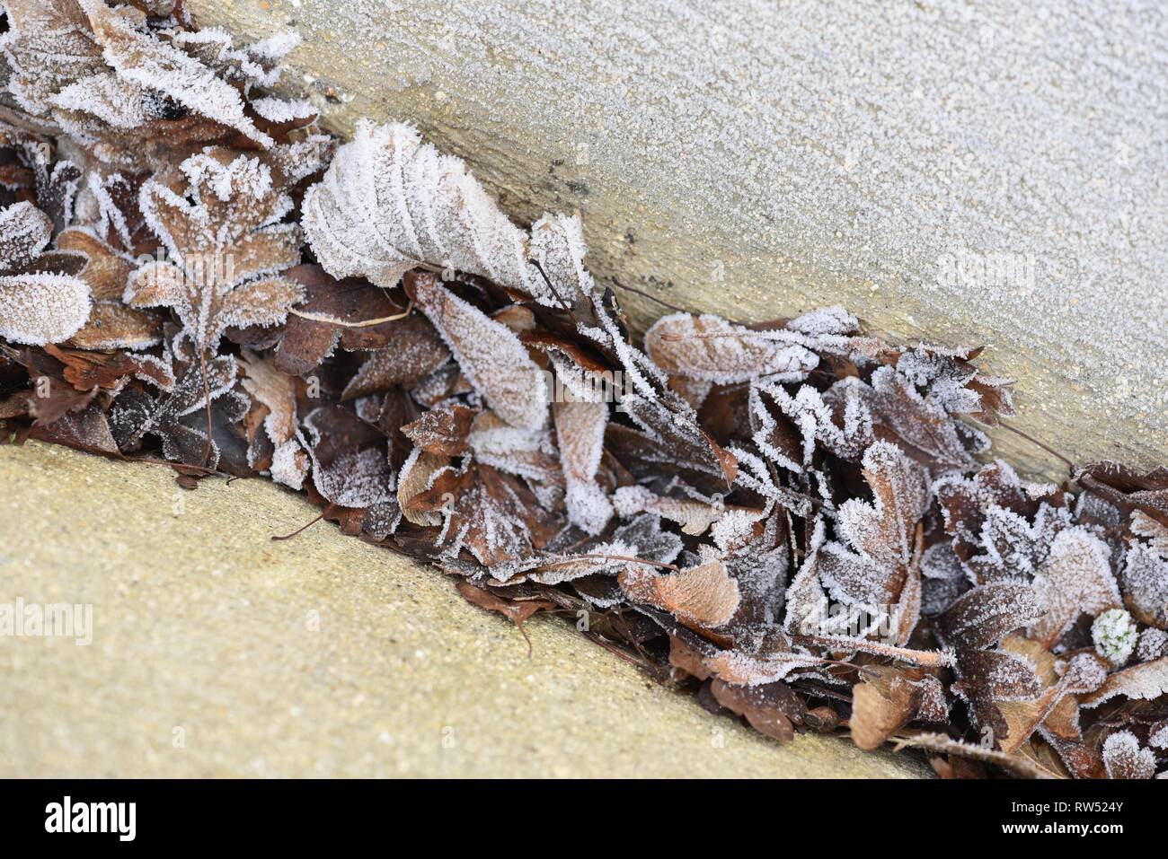 Frost: a close up showing ice crystals that have formed overnight as ...