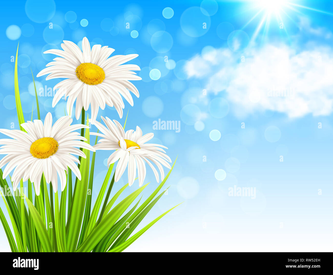 White daisy flowers, green grass and clouds on a blue sky background ...