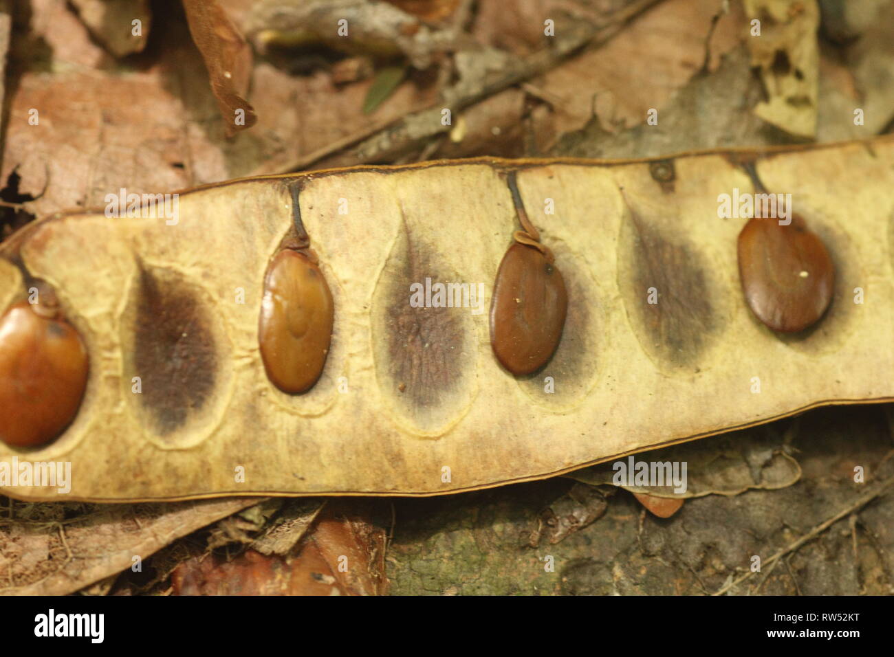 Leguminous tree hires stock photography and images Alamy