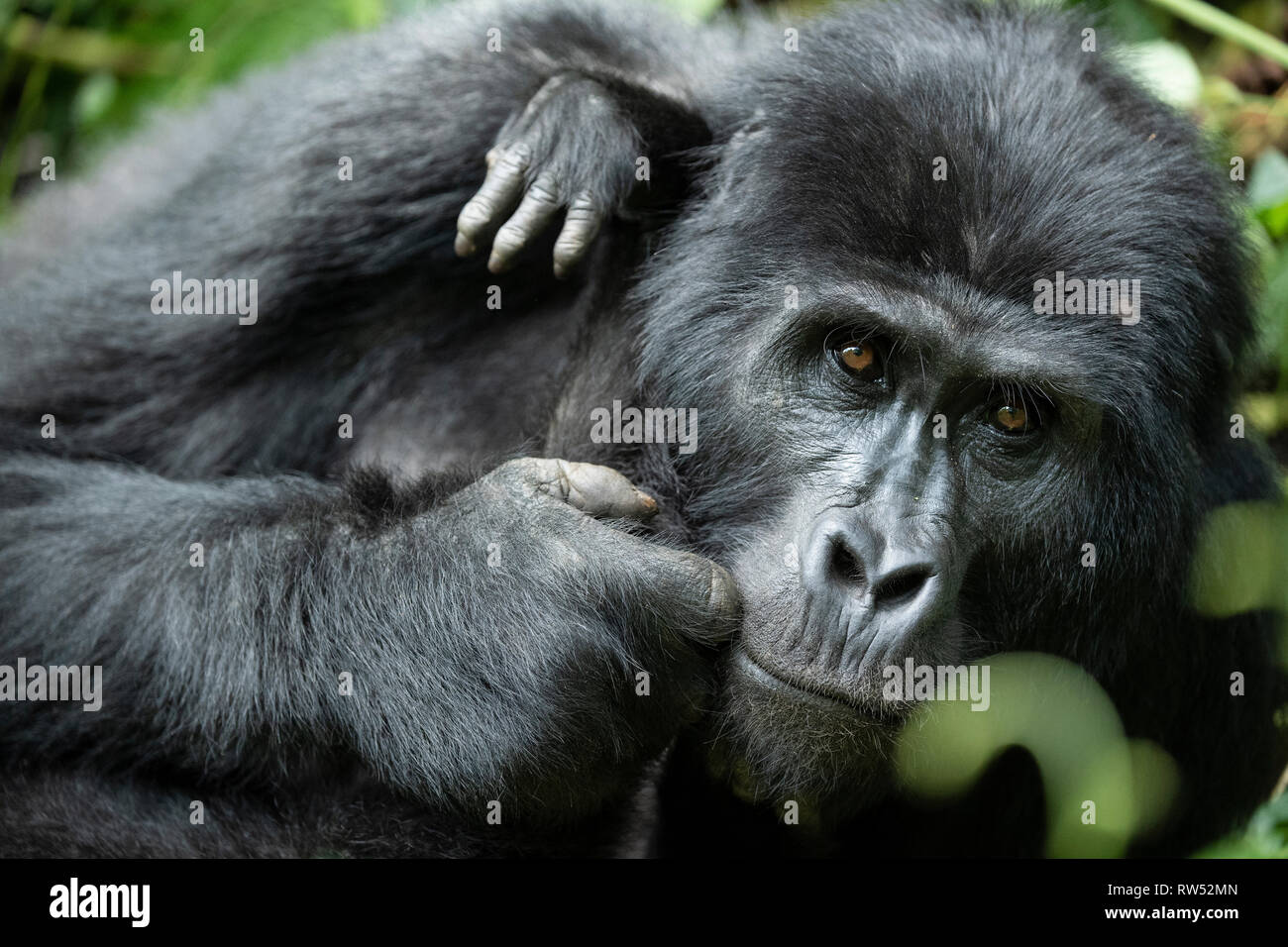 Mountain gorilla, Gorilla beringei beringei, Bwindi Impenetrable National Park, Uganda Stock Photo