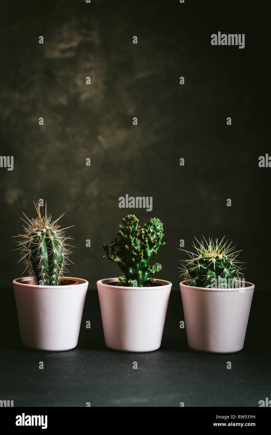 Three cactus in pink pots close up on a black background Stock Photo