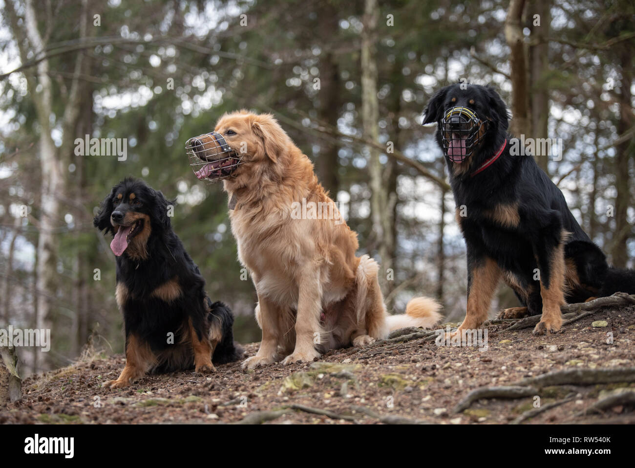 Nice Dog Hovawart Guarding Breed From Germany Stock Photo Alamy