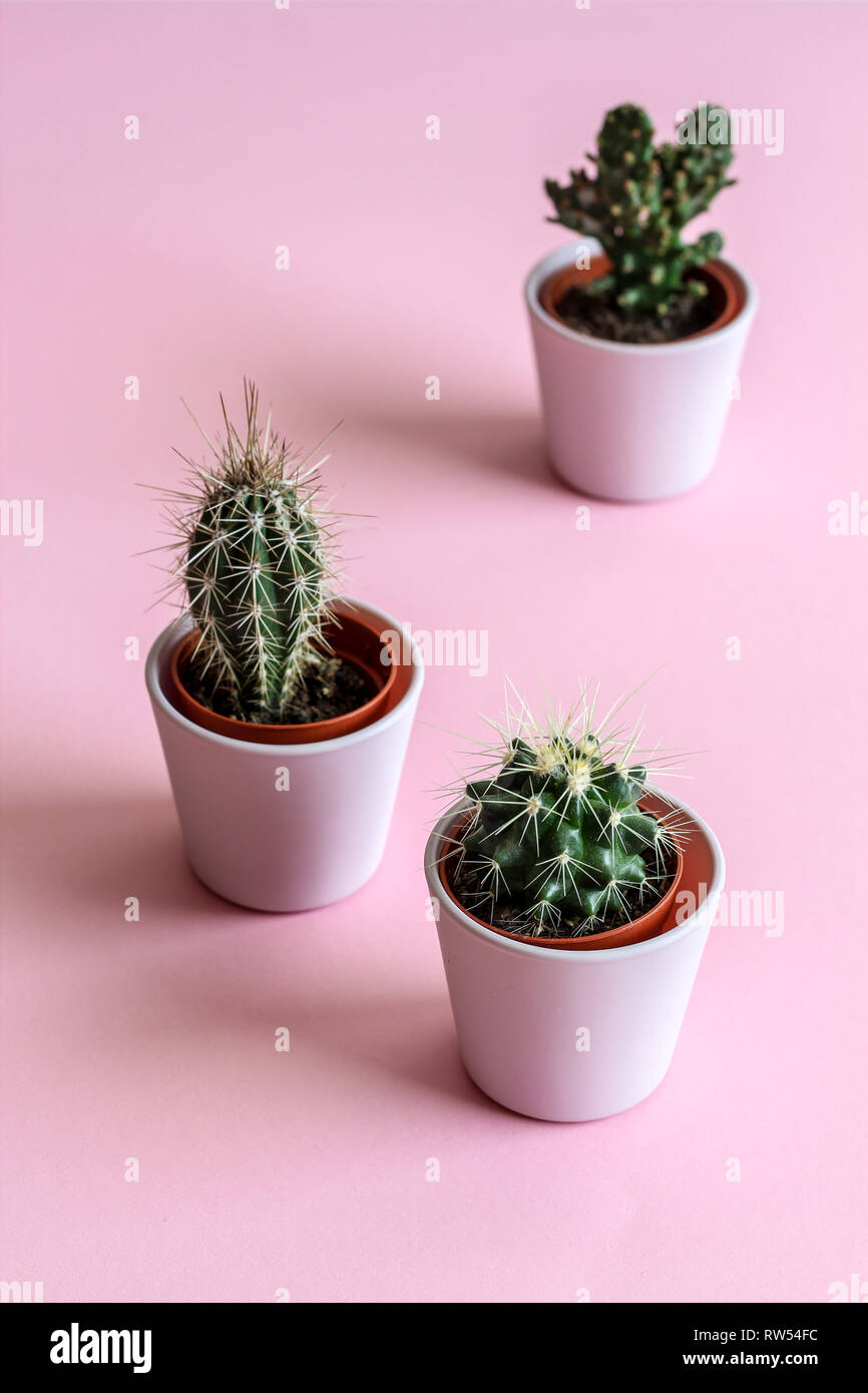 Three tiny cacti in pink pots on a pink background Stock Photo