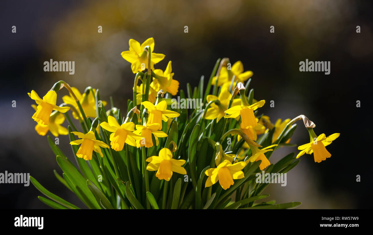 Springtime, easter. Spring flowers, yellow daffodils on brown abstract background Stock Photo